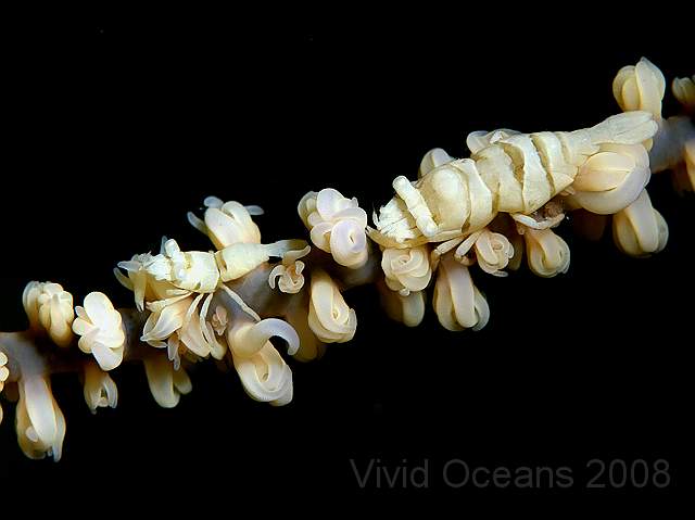 DW252379.jpg - Whip Coral Partner Shrimps - Pontonides unciger - on yet more whip coral, this example has its polyps partly extended
