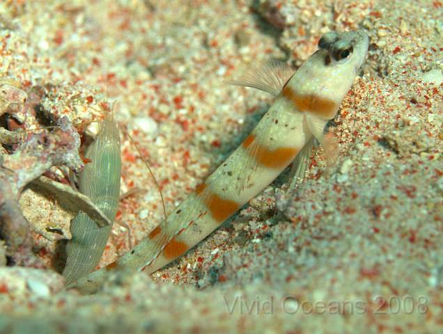 DW252501.jpg - Symbiotic goby and bulldozer shrimp relationship... Red Margin Shrimp Goby - Amblyeleotris gymnocephala