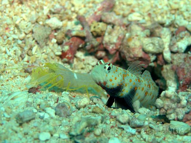 DW252533.jpg - Luckily, Rob's really patient... Orange Spotted Shrimp Goby - Amblyeleotris guttata