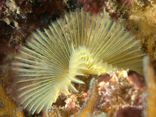 DW262609.jpg - This is actually a tiny fanworm, like our Bispira worms
