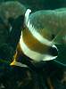 DW252468