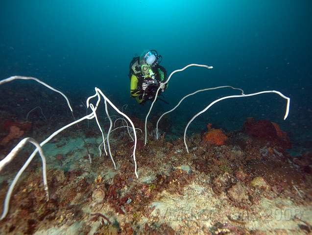 P2275942.jpg
