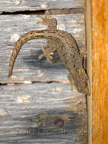 DW262540.jpg - The geckos do a great job of clearing insects