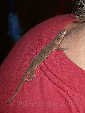 P2263270.JPG - Is that a gecko on your back or are you just pleased to see me?