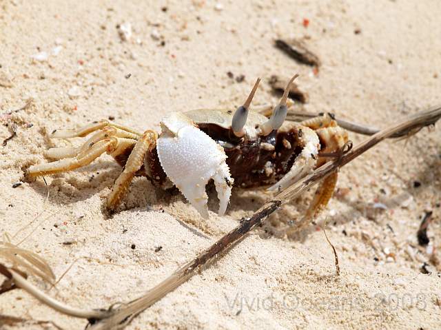 RS211646.JPG - We were the only guests but there were lots of others on the island, Ghost crabs all over the beaches