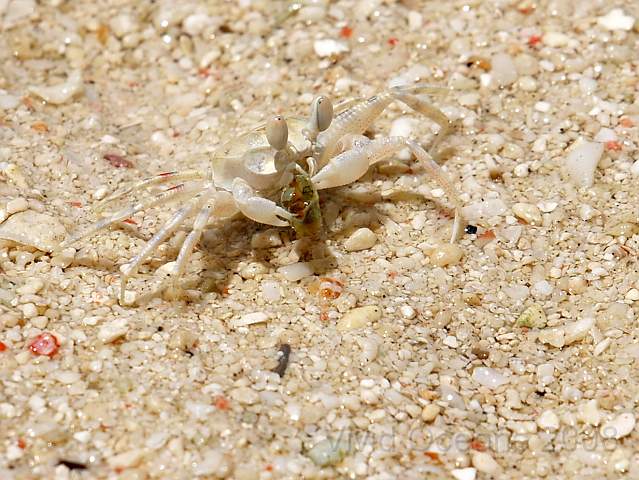 RS211680.JPG - The Ghost crabs busily kept the beaches as clean as they could...