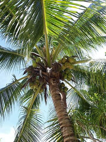RS231752.JPG - One of the best things about Sangalaki was that they didn't force us to drink a welcome coconut drink... another bonus!