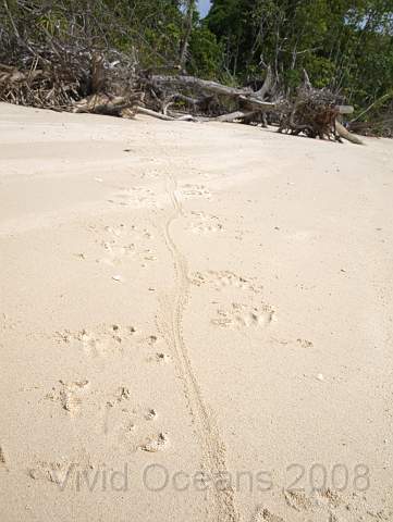 RS231829.JPG - The monitor lizards are easy to track