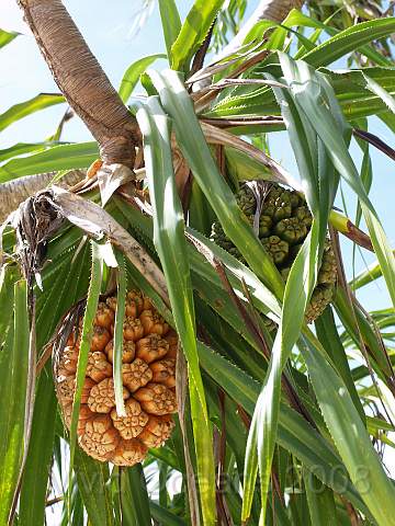 RS231835.JPG - The screw palms tempted you in with their juicy fruit, then tore you to pieces wih their evil barbs...