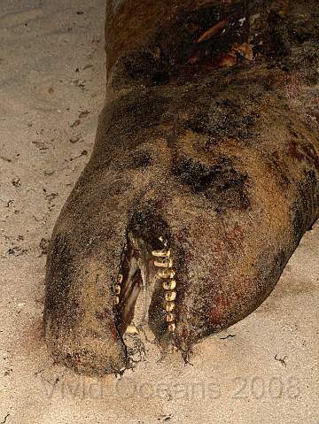 RS261911.JPG - At least it could manage a smile... it may have been a Cuvier's beaked whale, but it would have taken a stonger stomach than mine to make an accurate ID