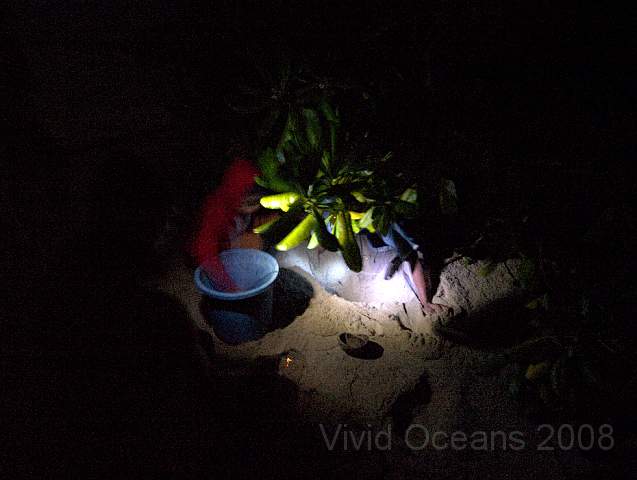 P2214712.jpg - The table tennis ball shaped eggs are collected soon after laying, before the monitor lizards turn up...