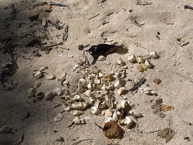 RS231816.jpg - Either a successfully hatched nest, or evidence of a big fat monitor lizard...