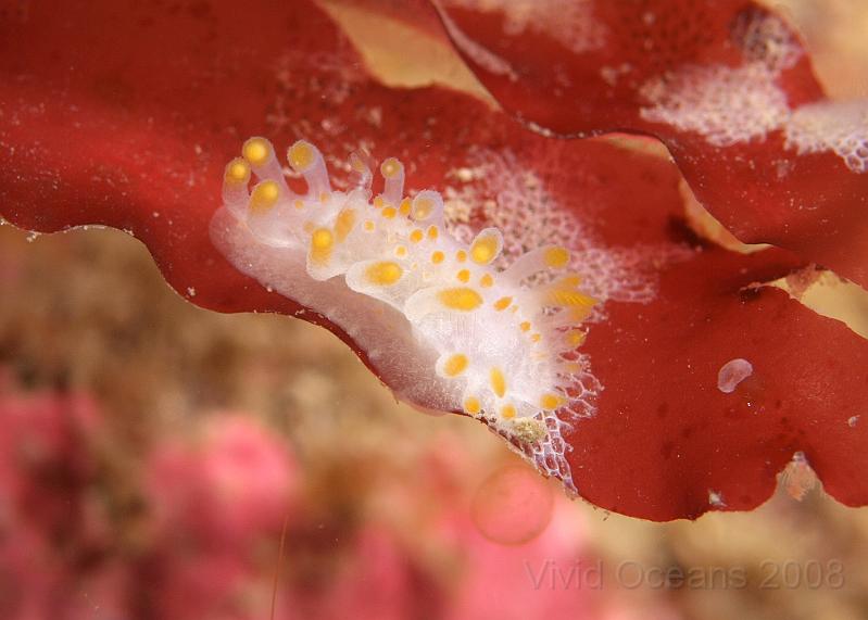 P5315893.JPG - This Lamacia clavigera - Orange clubbed sea slug - is feeding on Electra pilosa, an encrusting bryozoan
