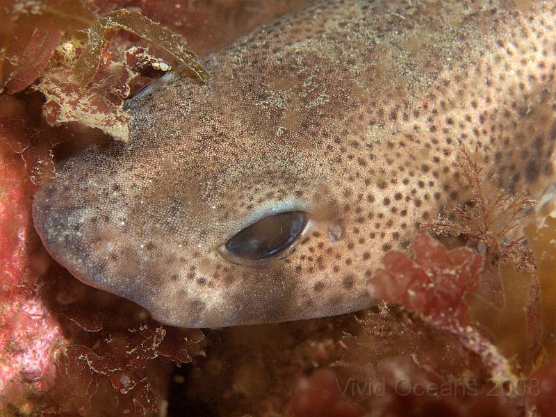 P5315926.JPG - We found a Smallspotted catshark (ex dogfish) - Scyliorhinus canicula - tucked in amongst the rocks