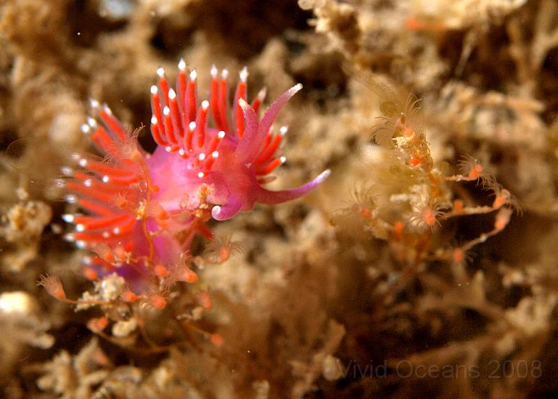 P6015959.JPG - A Violet sea slug - Flabelina pedata - ruthelessly hunts down its tiny hydroid prey.
