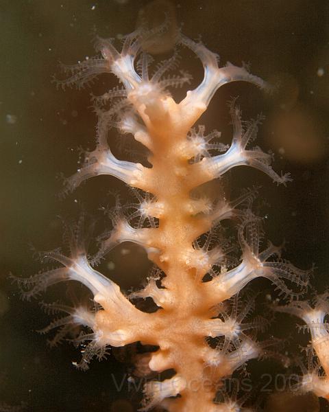 P6016051.JPG - A macro lens isn't ideal for showing the full fan of a Pink sea fan - Eunicella verrucosa - but does show why its an octocoral, each polyp has 8 tentacles