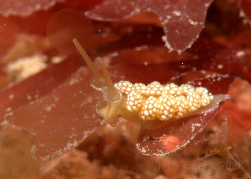 P6016099.JPG - Doto fragilis can look pretty perky