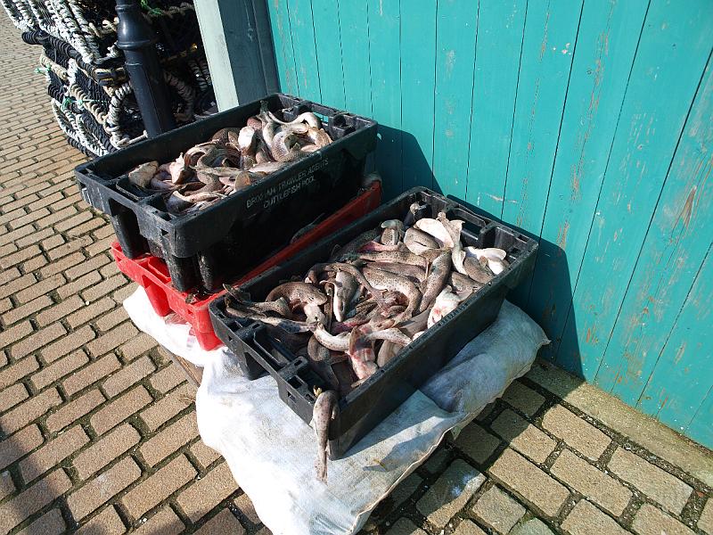 P5300818.JPG - A depressing sight, boxes of cat sharks (Dogfish) left to rot, perhaps now bait or just to be thrown away