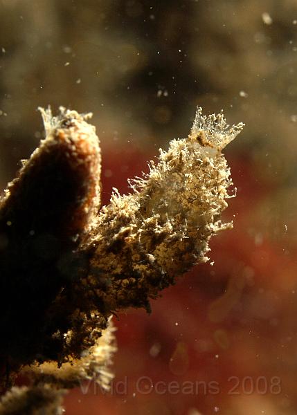 DW014598.JPG - This is a filthy little Purse sponge - scypha ciliata - almost blending in with the brown branched Chocolate finger sponge it is growing on. Often they are much cleaner.