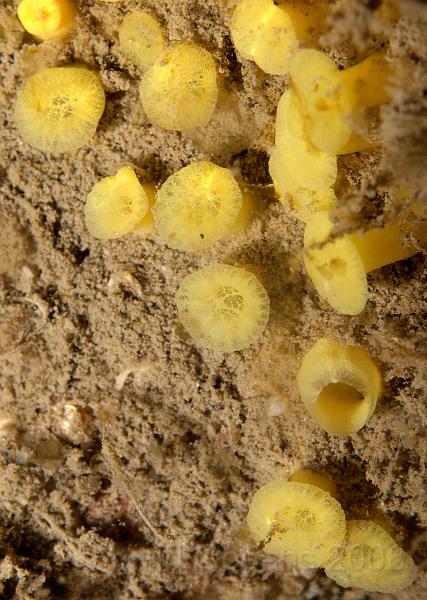 P6016017.JPG - The pore sieves of Boring sponge - Cliona celata - in its low lying, pre massive, form