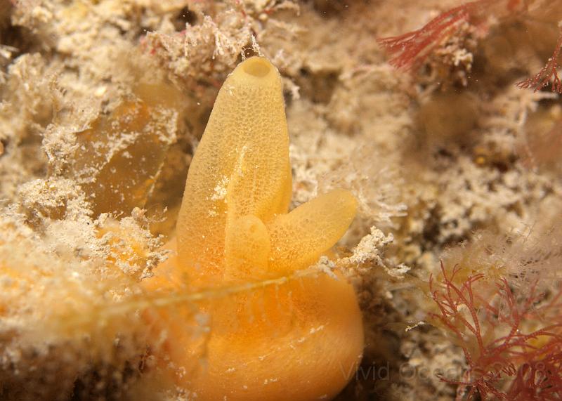 P6016040.JPG - A small Yellow hedgehog sponge - Polymastia boletiformis