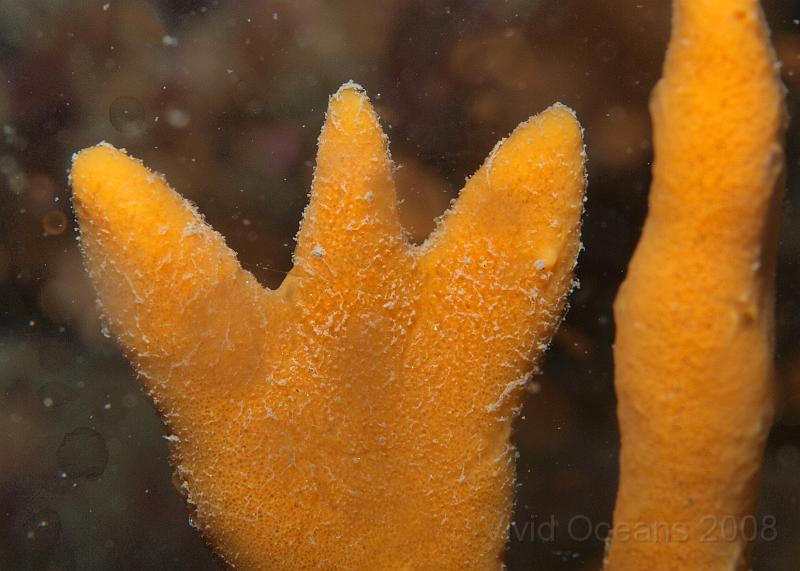 P6016092.JPG - This isn't a muppet's hand it's Axinella dissimilis - the Yellow staghorn sponge