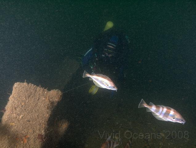 RS027285.jpg - Roger reeled us out along the wreck