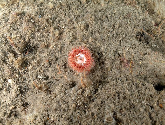 RS027290.jpg - A few Dahlia anemones - Urticina felina - managed to drill down through the brown stuff to take hold
