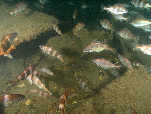 RS027297.jpg - Sometimes it was even hard to see the seabed