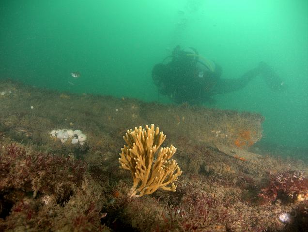 RS167376.jpg - Mermaid's glove is usually thinner and less flattened than Yellow staghorn sponge, which is often brighter yellow too