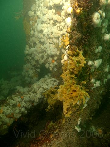 RS167382.jpg - The Breadcrumb sponge - Halichondria panicea - was very impressive! (It's the yellow lumps)