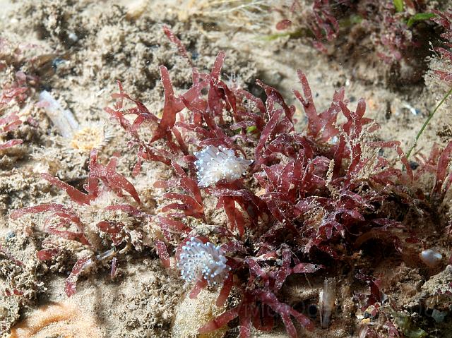 RS167396.jpg - The Janolus cristatus slugs were still about, bigger than usual and often in groups