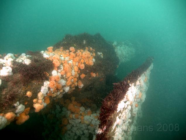 RS167398.jpg - Up on the top of the wreckage the red algae can hold its own