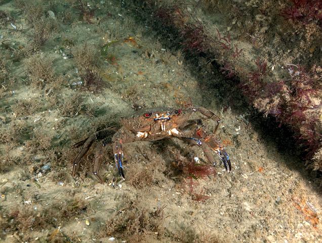 RS167405.jpg - The wreckage offers endless low crevices for crabs to scuttle in and out of