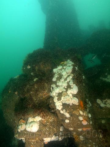 RS167413.jpg - The engine is a labyrinth for fish and crustaceans to hid inside