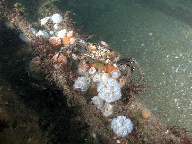 RS177516.JPG - Line can trap mobile animals and slice through sessile ones