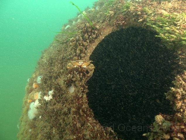RS177572.JPG - ...and a Velvet swimming crab