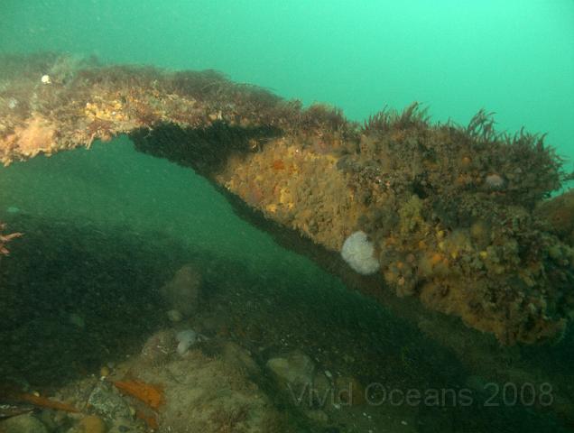 RS177587.JPG - and some sections of fallen hull - lots of sponge here!