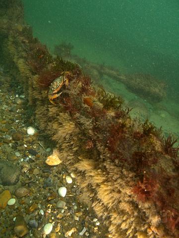 RS177600.JPG - There are some significant girders which may be part of the deck structure - covered in golden bryozoans and red and green algae