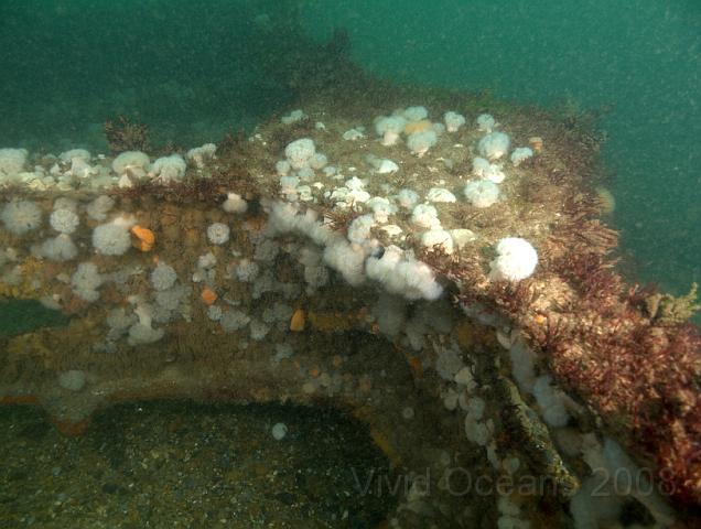 RS177601.JPG - This juction between girders may have been the base or mounting for some cargo handling gear