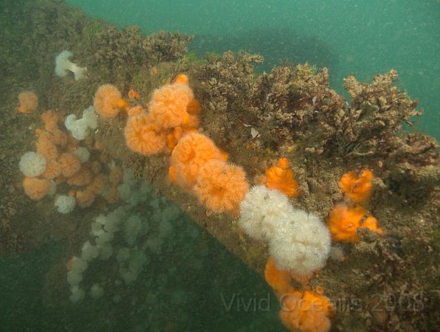 RS177639.JPG - Space is at such a premium that the algae (at the top) is covered in brown growth too