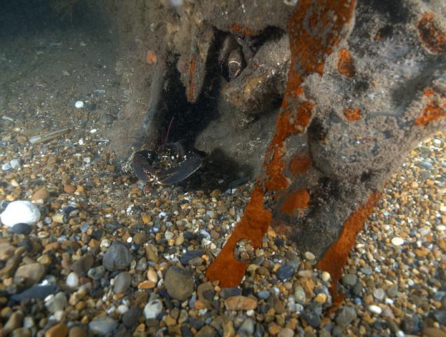 RS177649.JPG - Where the scour around the wreckage has collected gravel the tidal movements blast the metal clean, so it can rust properly