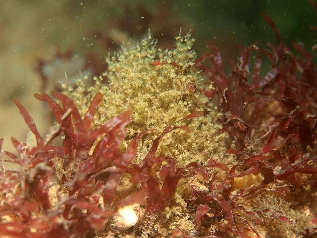 P8177280.JPG - This small bush in amongst the red algae is a bryozoan - unusually the zooids are bunched, so you can almost see them! We're waiting to ID it