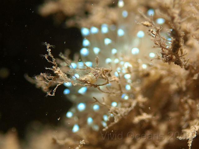 P8177399.JPG - The Janolus hunt hydroids, the little flower like heads in the foreground
