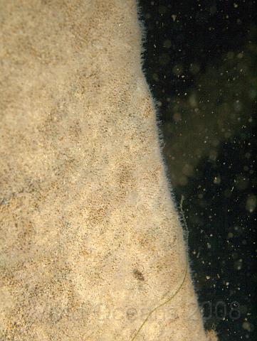 DW175346.JPG - Dawn found large areas of this Hermit crab fir - Hydractinia echinata - first seen on the Vera last month