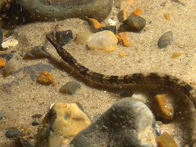 DW175348.JPG - The Greater pipefish  - Syngnathus acus - are still around although the Snake pipefish have completely disappeared