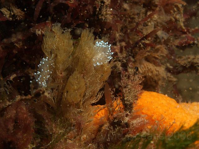 DW175356.JPG - The Janolus were out in pairs... (on Bugula bryozoan)