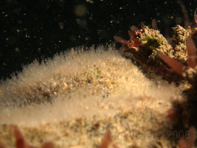 DW175361.JPG - It's a mat of hydroids - like a carpet of very small anemones