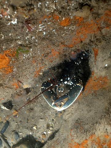 RS177557.JPG - ...the lobsters really rule the wreck