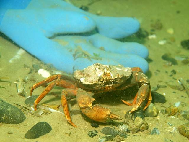 DW287220.jpg - Behind you! This Shore Crab - Carcinus maenas - seems to be enjoying the ghost goosing by this old glove